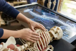 Close-up of an osteopathic student's hands practicing on an anatomical mannequin beside a glowing digital anatomy table in a softly lit workshop.